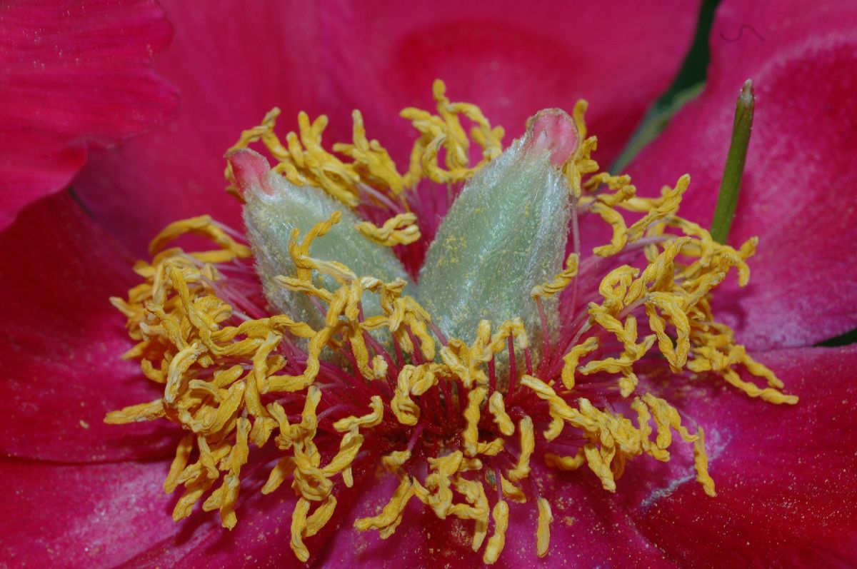 Paeoniaceae Paeonia peregrina