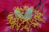 image of Paeonia peregrina
