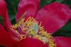 image of Paeonia peregrina