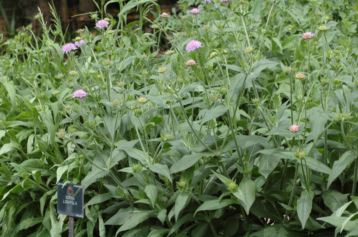 Dipsacaceae Morina longifolia