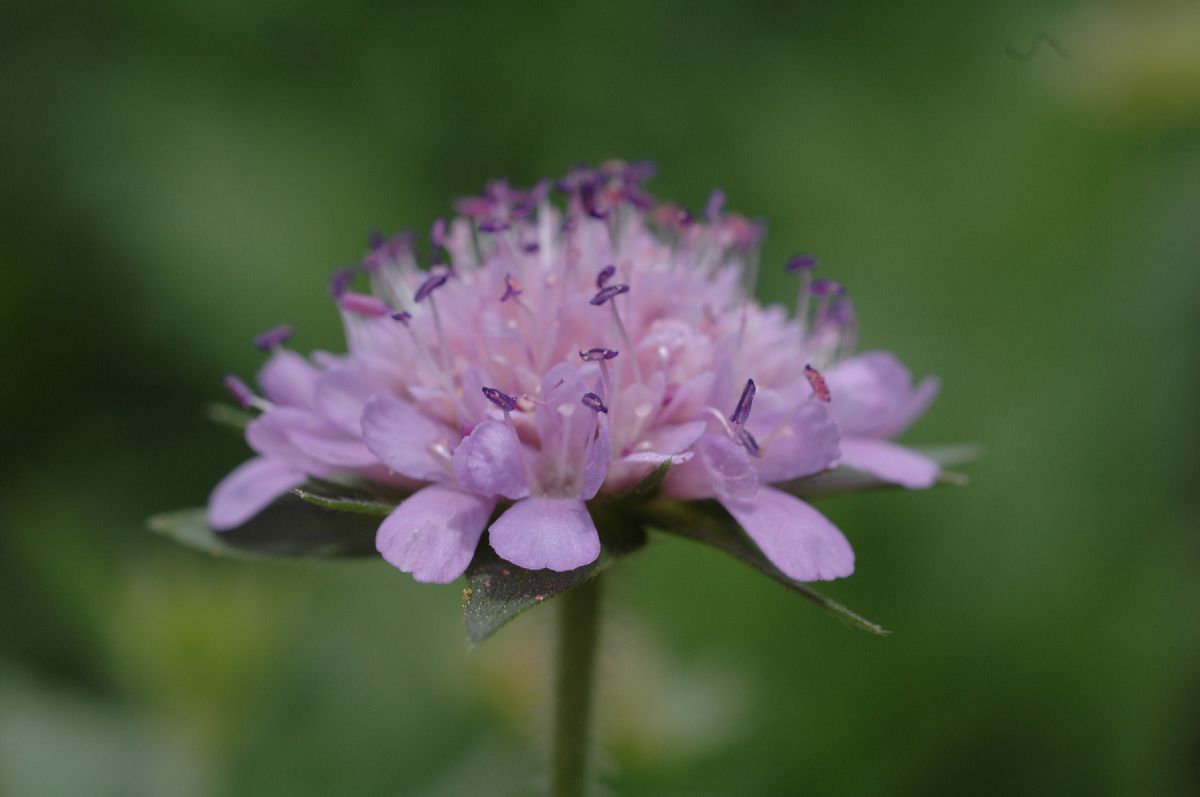 Dipsacaceae Morina longifolia