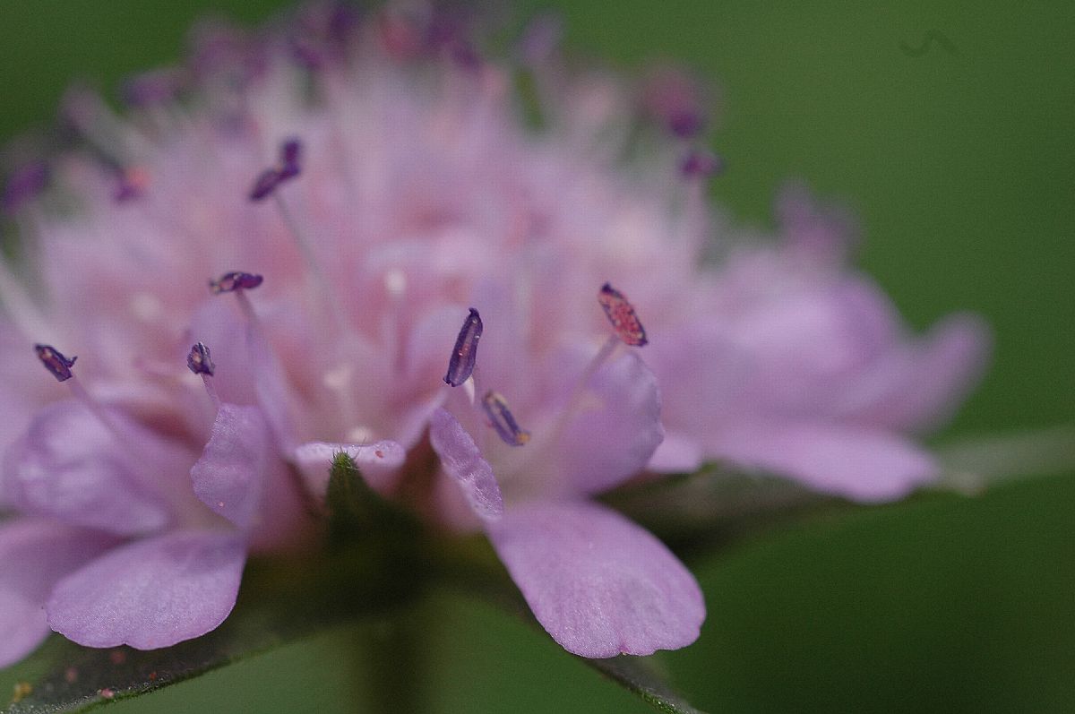 Dipsacaceae Morina longifolia