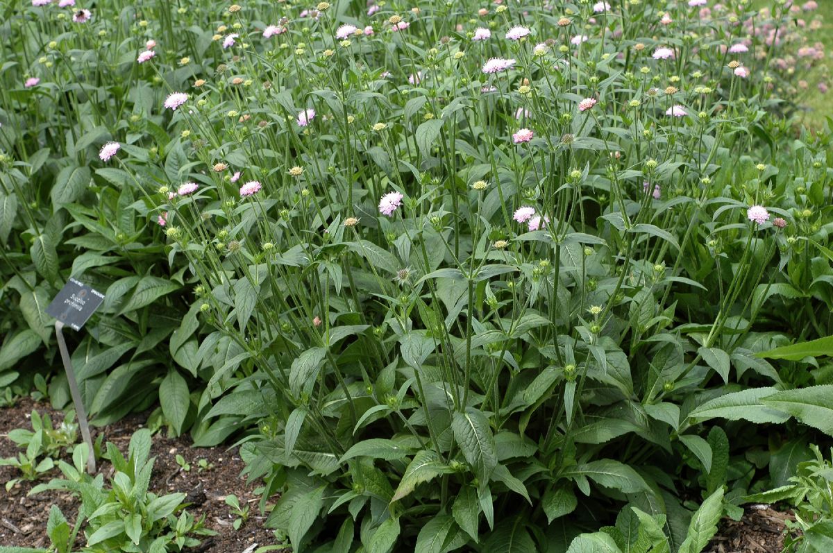 Dipsacaceae Succisa pratensis