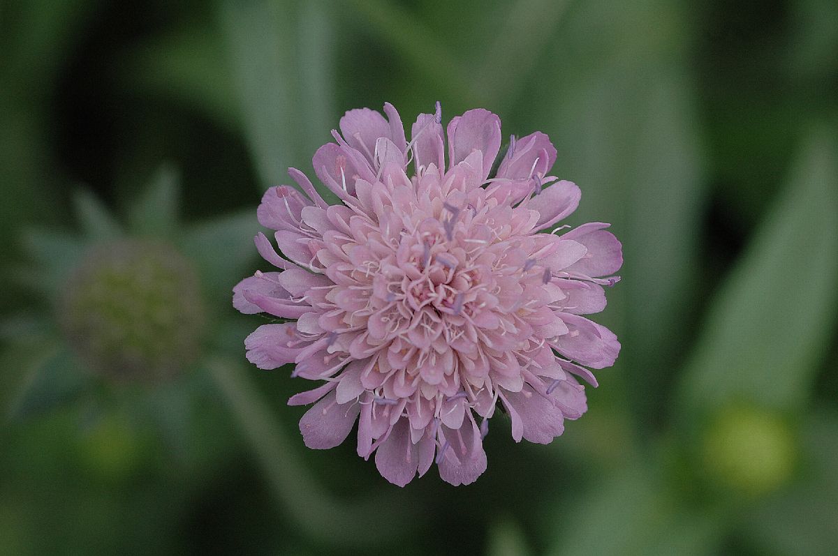 Dipsacaceae Succisa pratensis