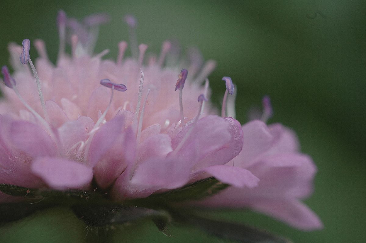 Dipsacaceae Succisa pratensis