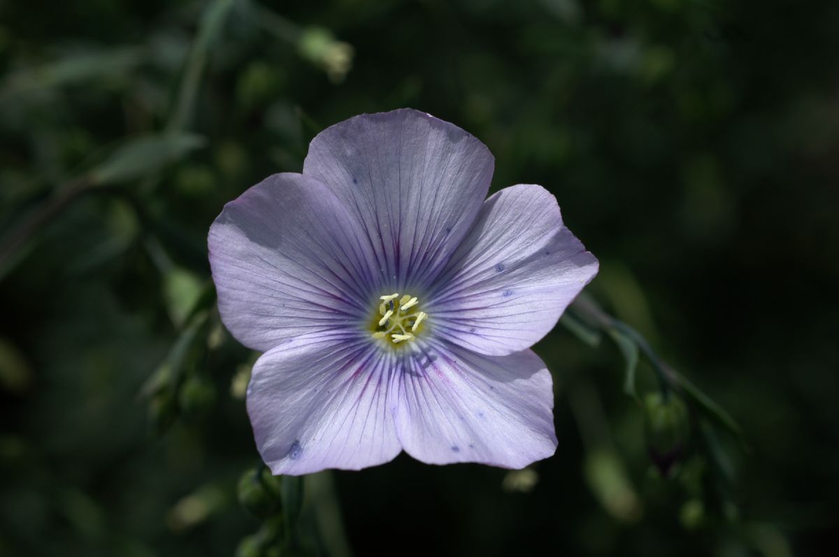Linaceae Linum austriacum