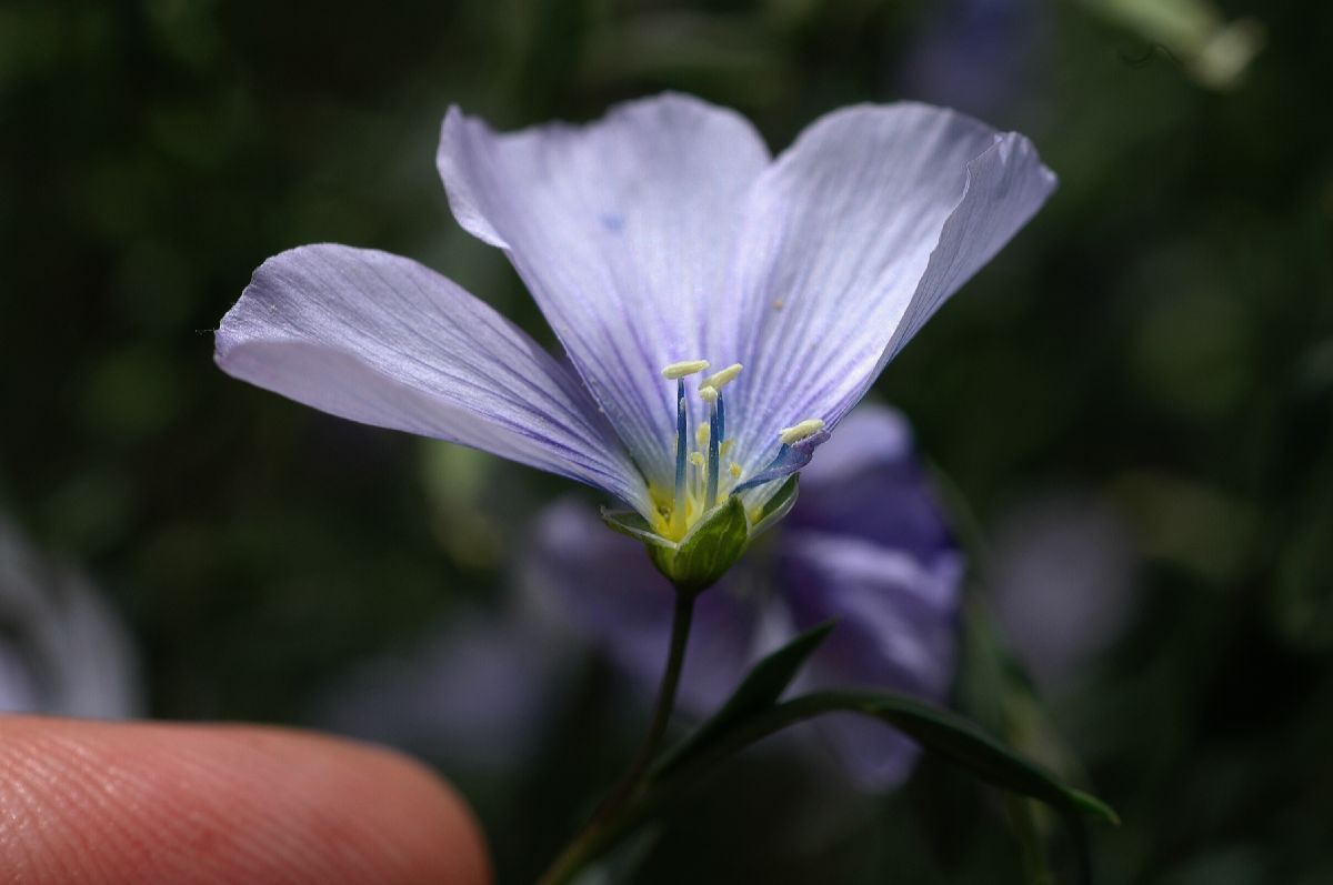 Linaceae Linum austriacum
