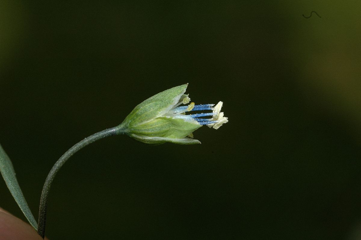 Linaceae Linum austriacum