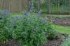 image of Polemonium flavum
