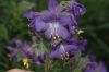 image of Polemonium flavum