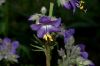 image of Polemonium flavum