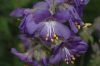 image of Polemonium flavum
