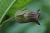 image of Atropa belladonna