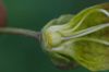 image of Atropa belladonna