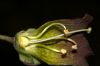 image of Atropa belladonna