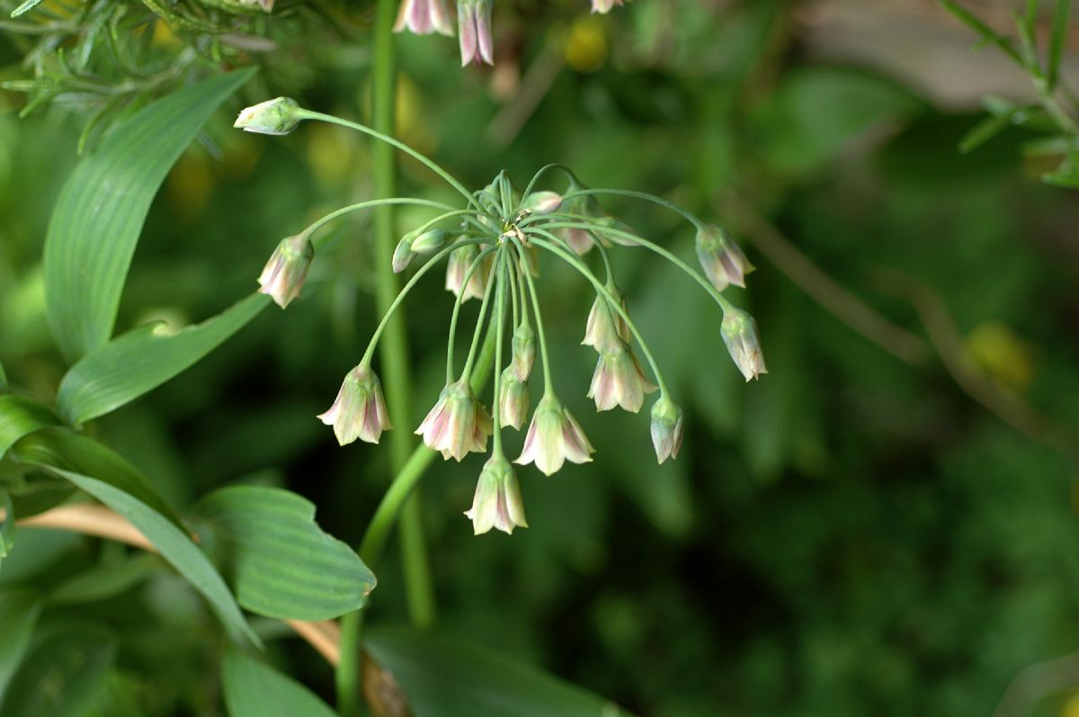 Amaryllidaceae Nectaroscordum 