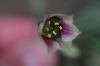 image of Nectaroscordum 