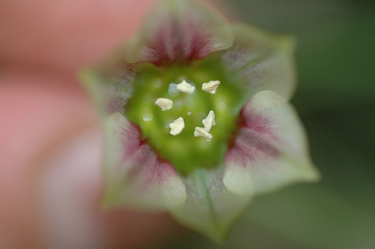 Amaryllidaceae Nectaroscordum 