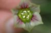 image of Nectaroscordum 