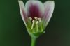 image of Nectaroscordum 