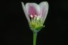 image of Nectaroscordum 