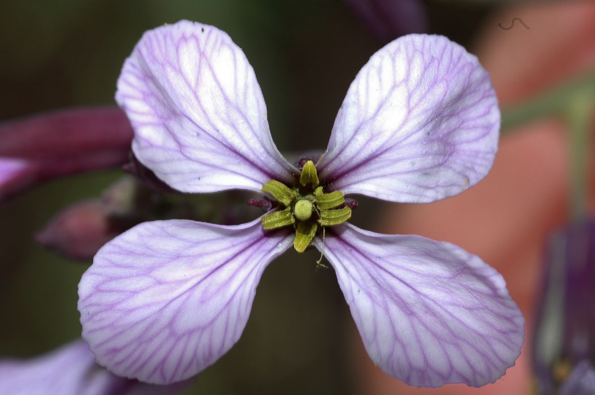 Brassicaceae Moricandia arvensis