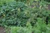 image of Aconitum vulparia