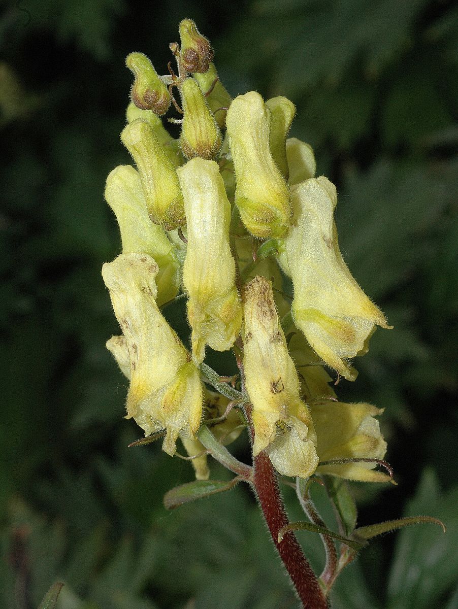 Ranunculaceae Aconitum vulparia