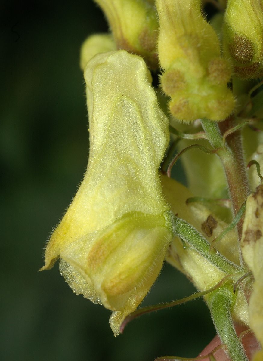 Ranunculaceae Aconitum vulparia