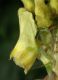 image of Aconitum vulparia