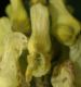 image of Aconitum vulparia