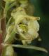 image of Aconitum vulparia