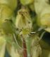 image of Aconitum vulparia