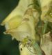 image of Aconitum vulparia