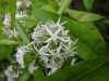 image of Amsonia tabernaemontana