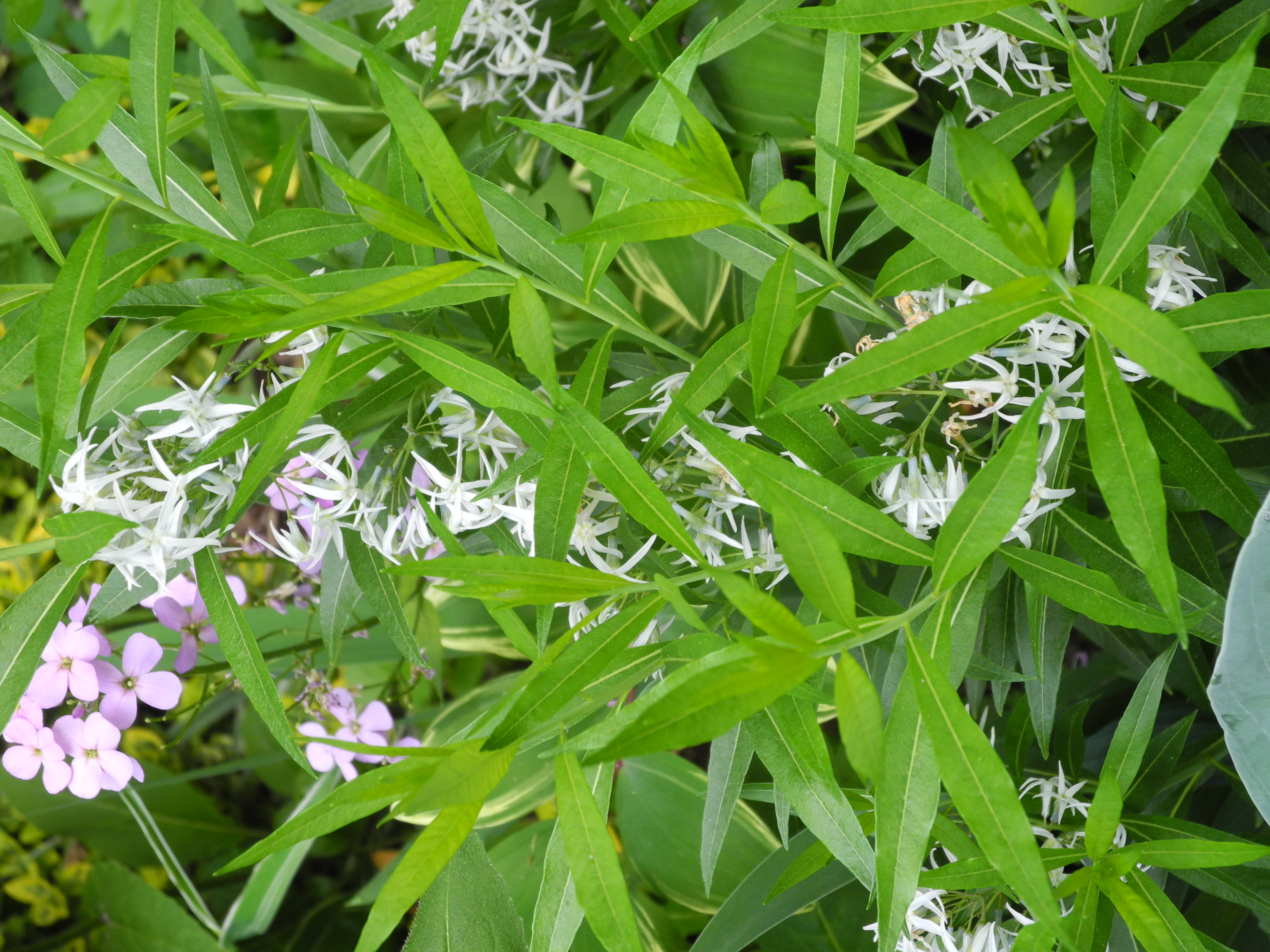 Apocynaceae Amsonia tabernaemontana