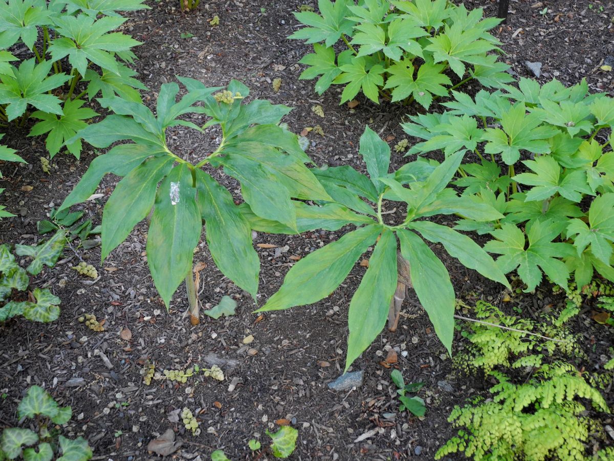 Araceae Arisaema thunbergii