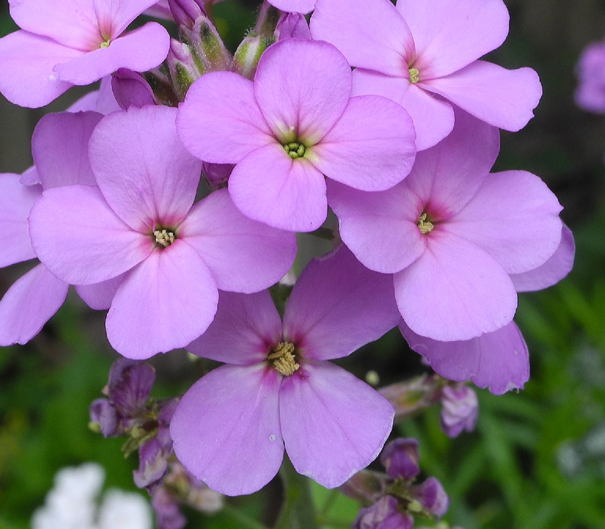 Brassicaceae Hesperis matronalis
