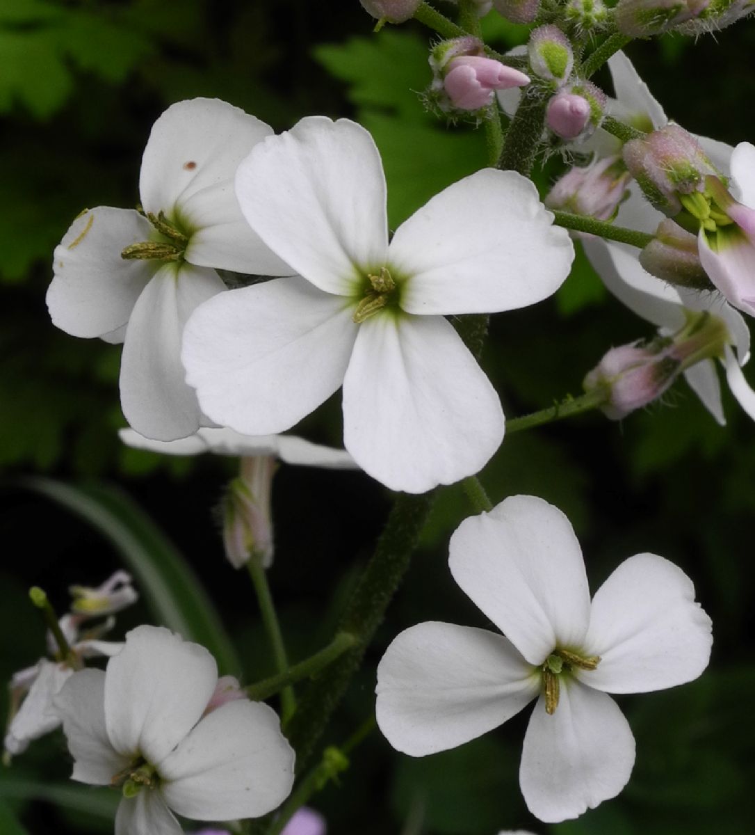 Brassicaceae Hesperis matronalis