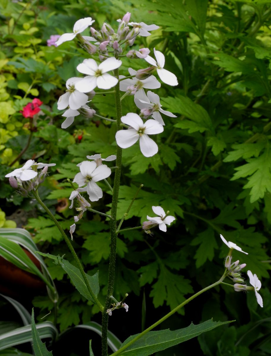 Brassicaceae Hesperis matronalis
