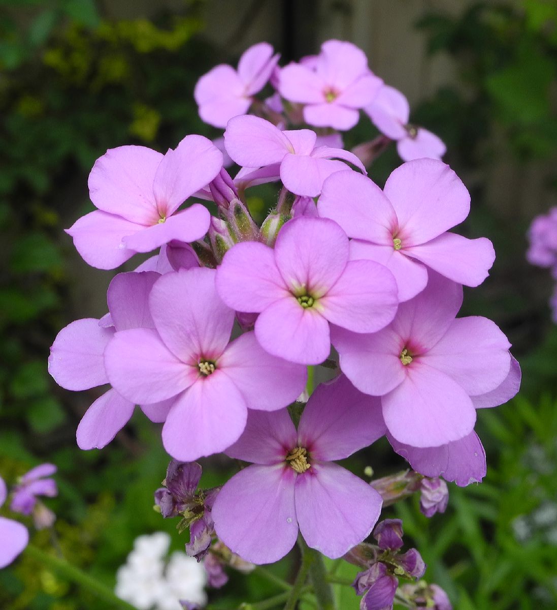 Brassicaceae Hesperis matronalis