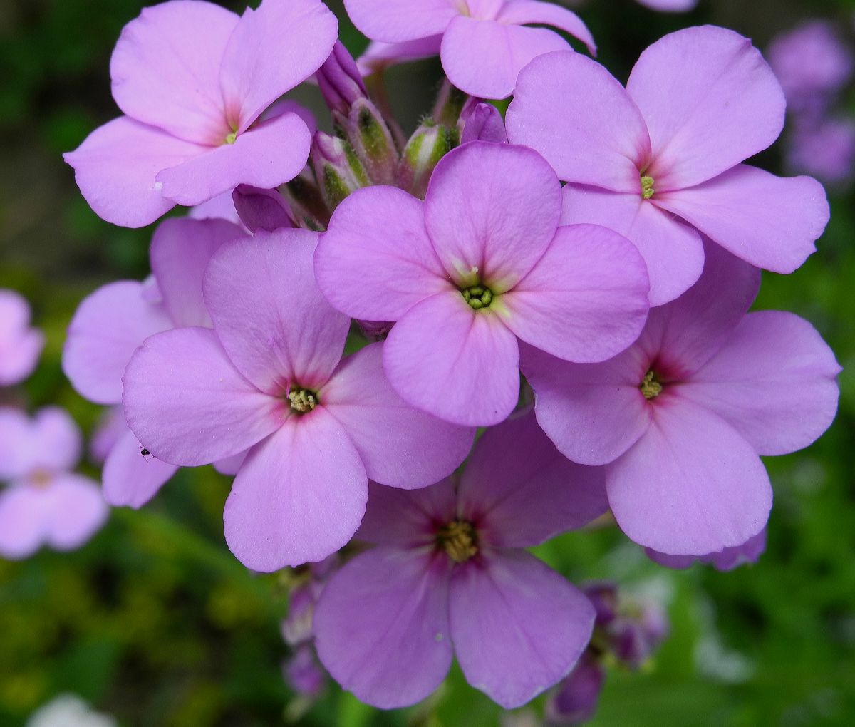 Brassicaceae Hesperis matronalis