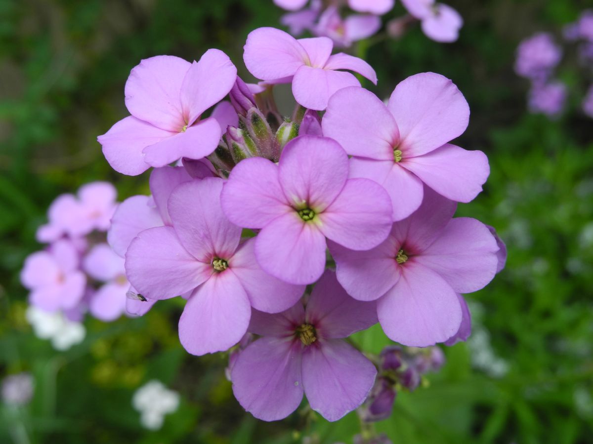 Brassicaceae Hesperis matronalis