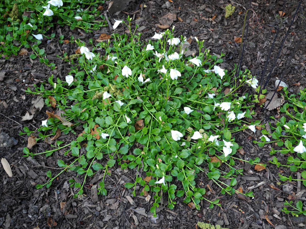 Phrymaceae Mazus reptans