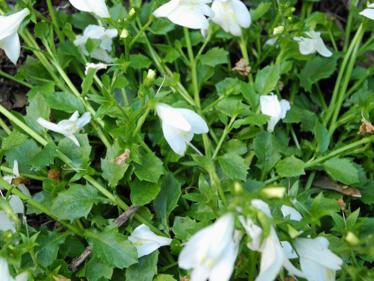 Phrymaceae Mazus reptans