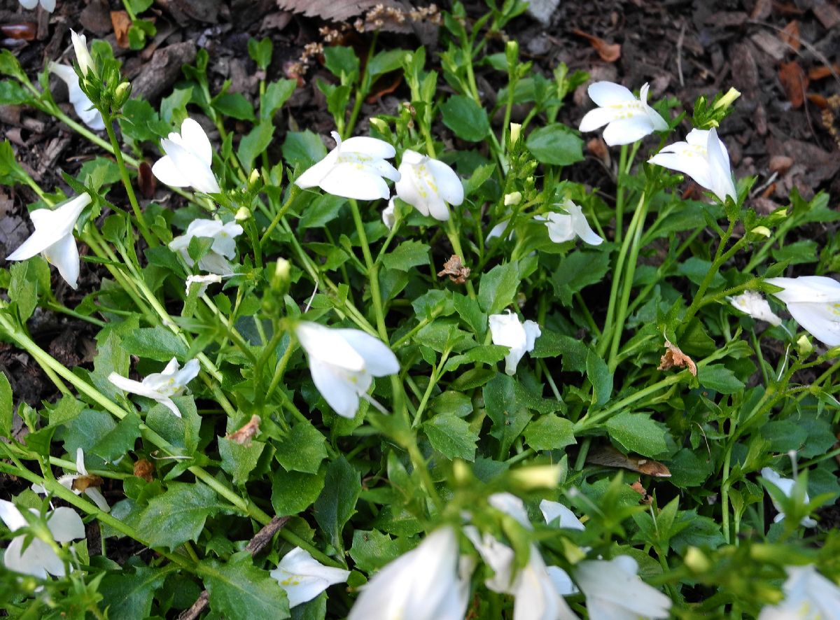 Phrymaceae Mazus reptans
