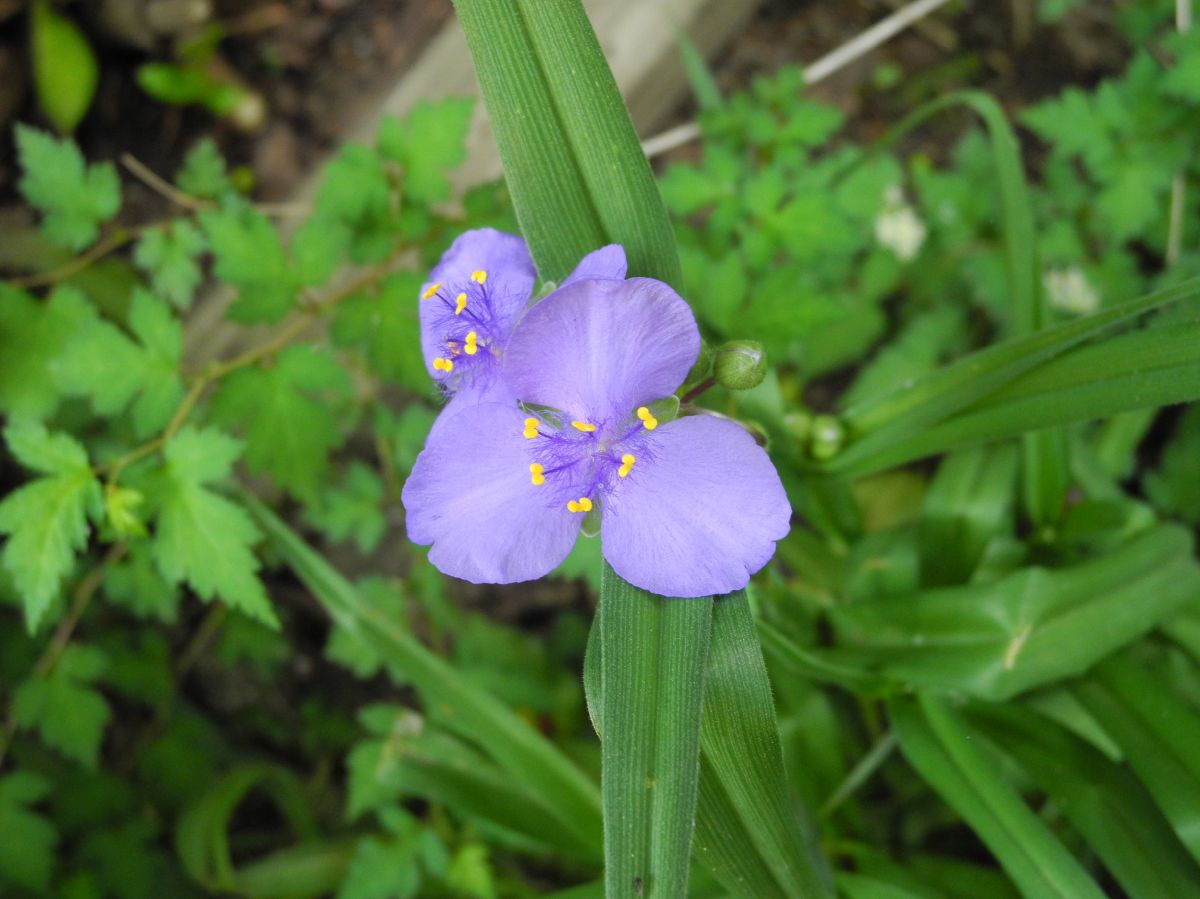 Commelinaceae Tradescantia ohioensis