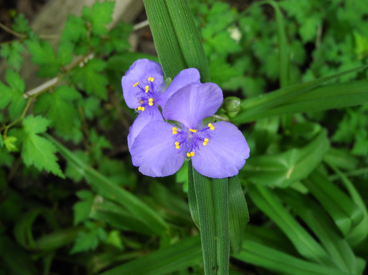 Commelinaceae Tradescantia ohioensis