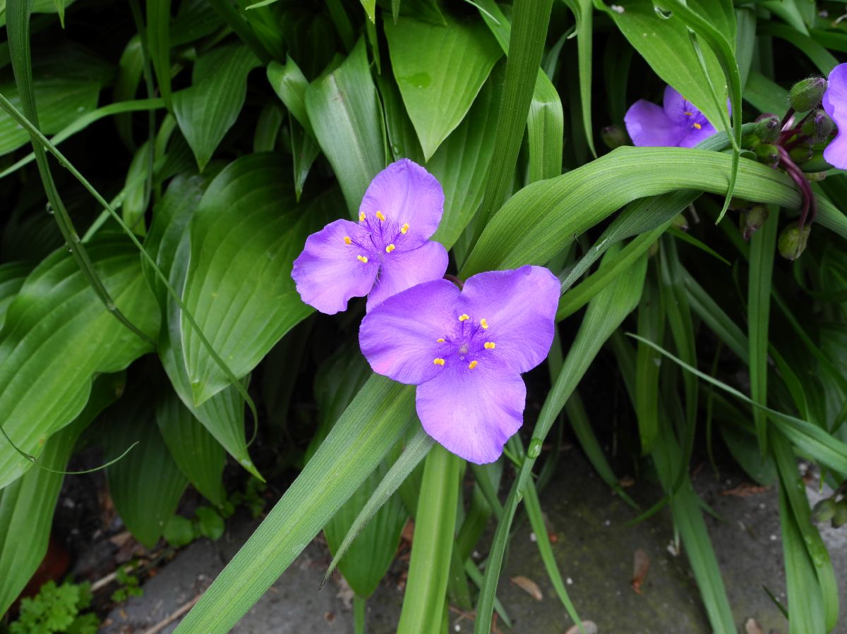 Commelinaceae Tradescantia virginiana