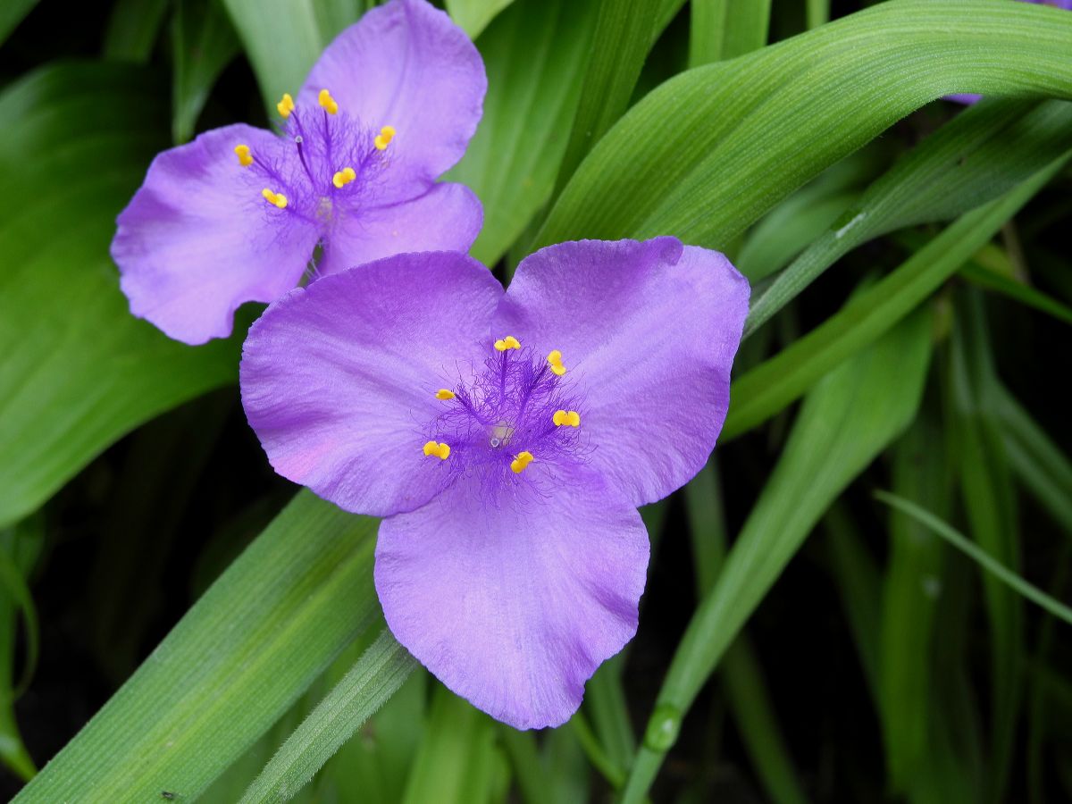 Commelinaceae Tradescantia virginiana